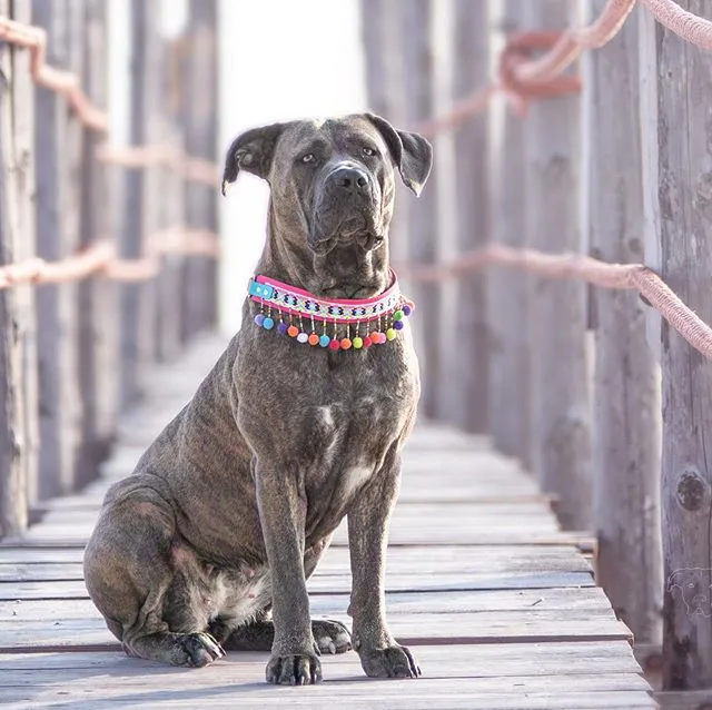 Cane Corso auf einem Holzsteg mit rosa Perlenhalsband