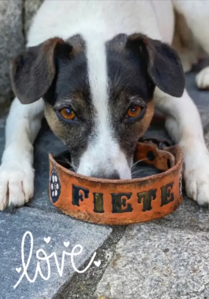 Jack Russell mit dem Kopf auf seinem punzierten Lederhalsband Fiete