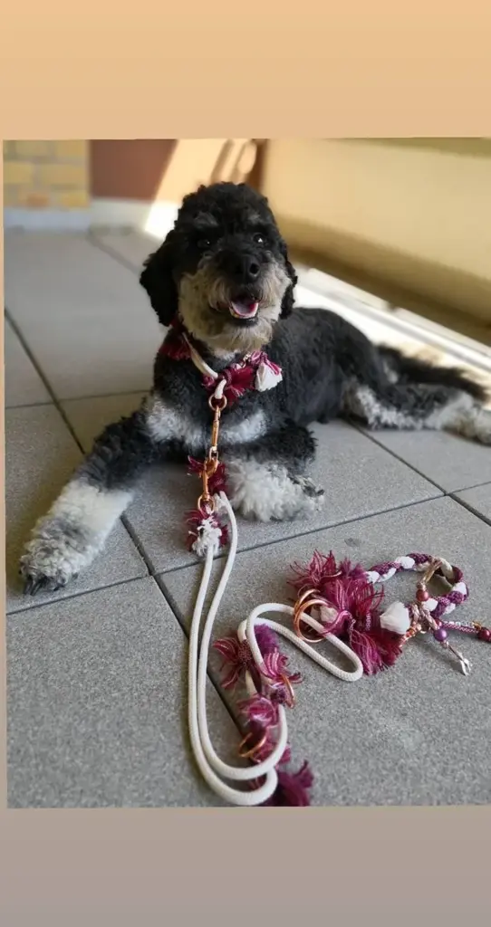 Schnauzer im Flur mit heller Tauleine und Fransenhalsband