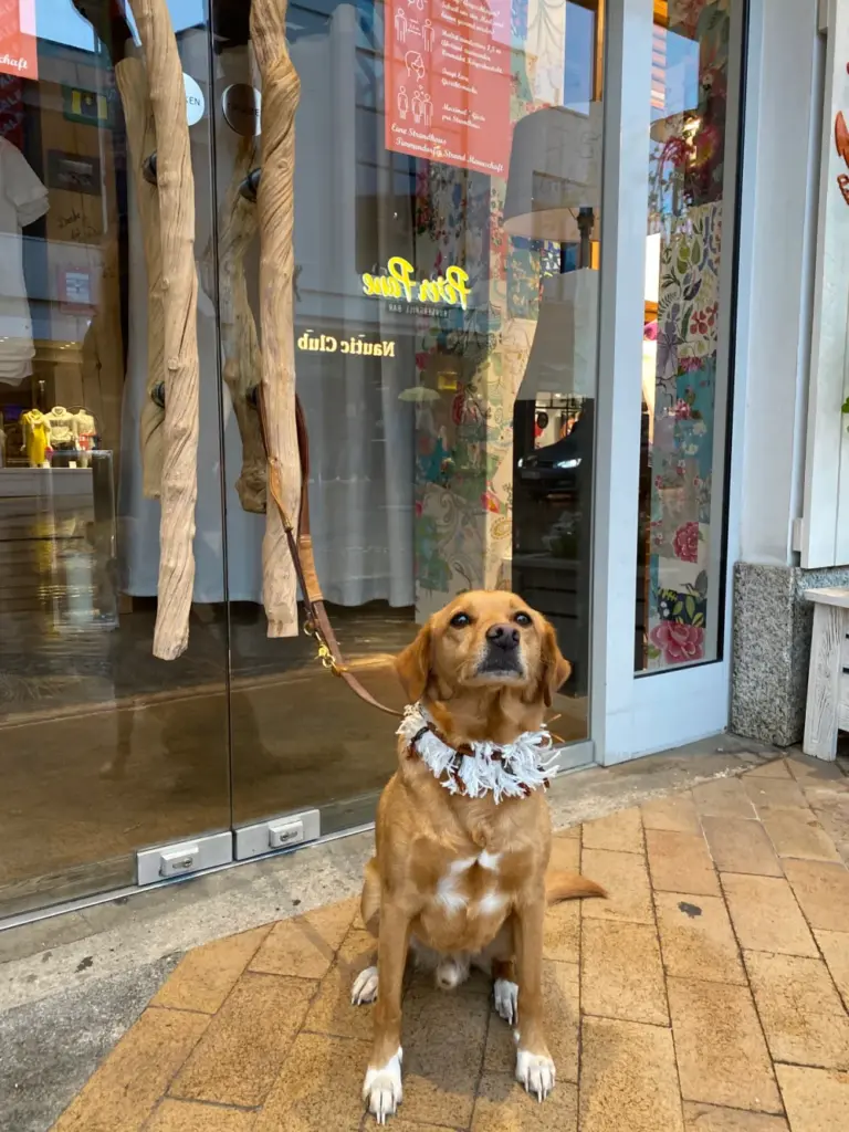 Kleiner Hund vor einem Ladeneingang mit hellem Perlenhalsband