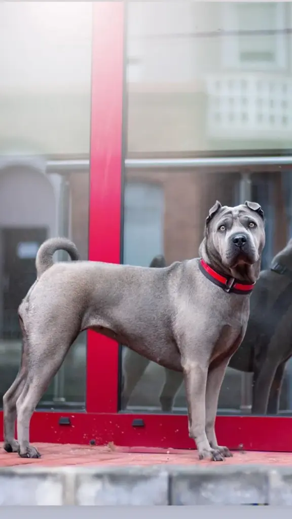 Graue Dogge an einer roten Stange mit rotem Halsband