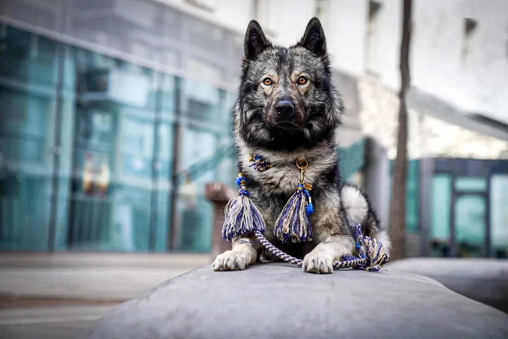 Grauer Hund auf einem Podest mit buntem Fransenhalsband