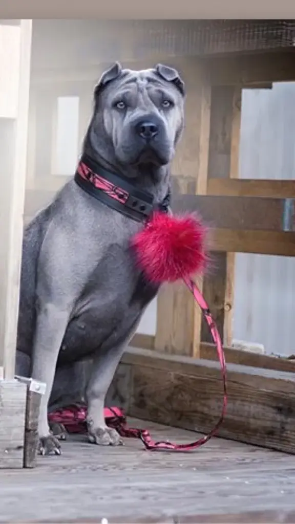 Cane Corso mit pinker Federboa am Halsband