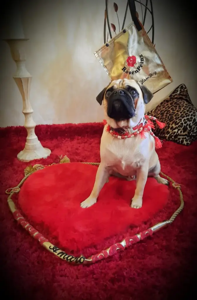 Mops auf einem roten Samtherz mit langer Perlenkette