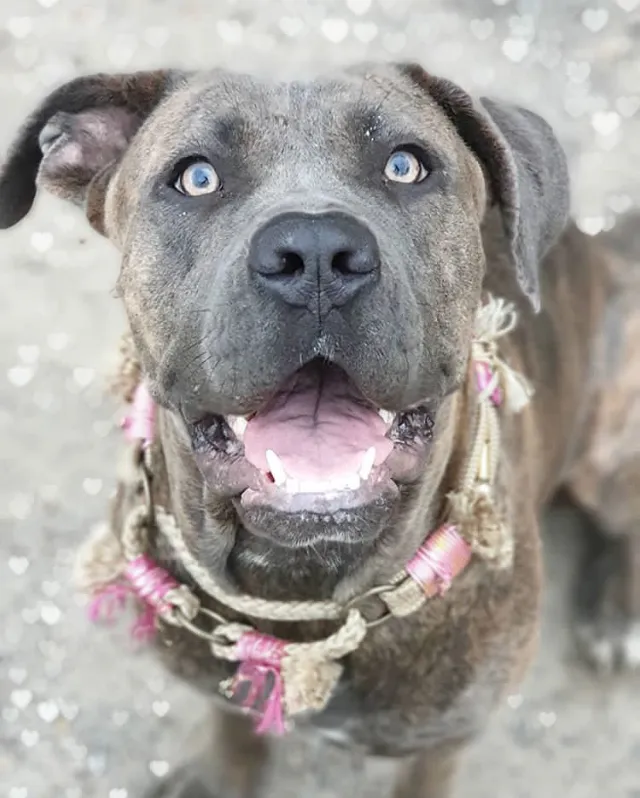 Lachender Cane Corso mit rosa Fransenhalsband