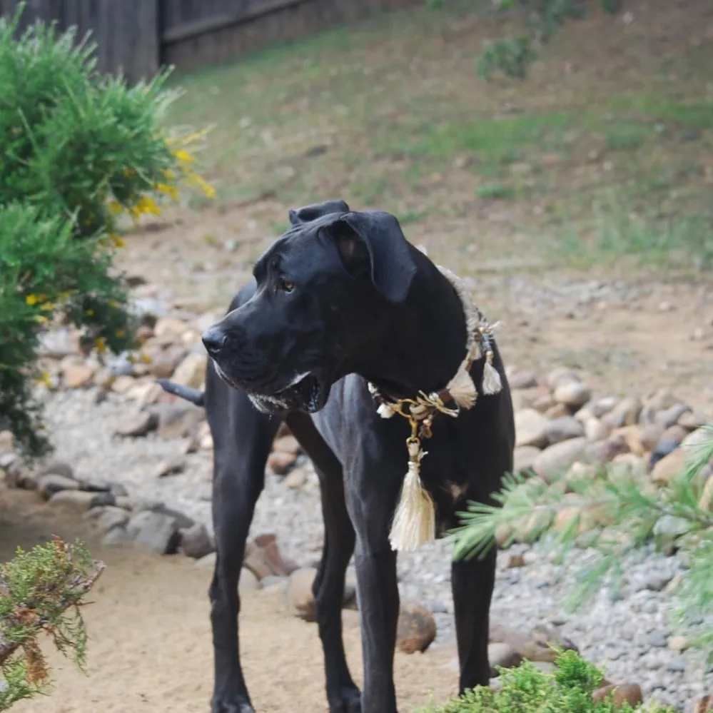 Schwarze Dogge im Garten mit goldfarbenem Halsband
