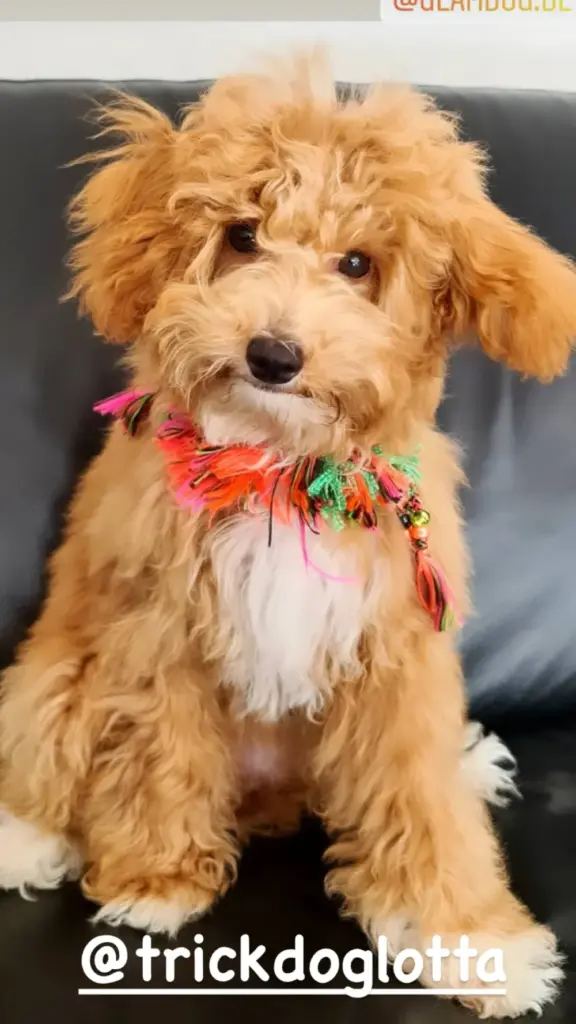Goldendoodle Lotta mit buntem Fransenkragen
