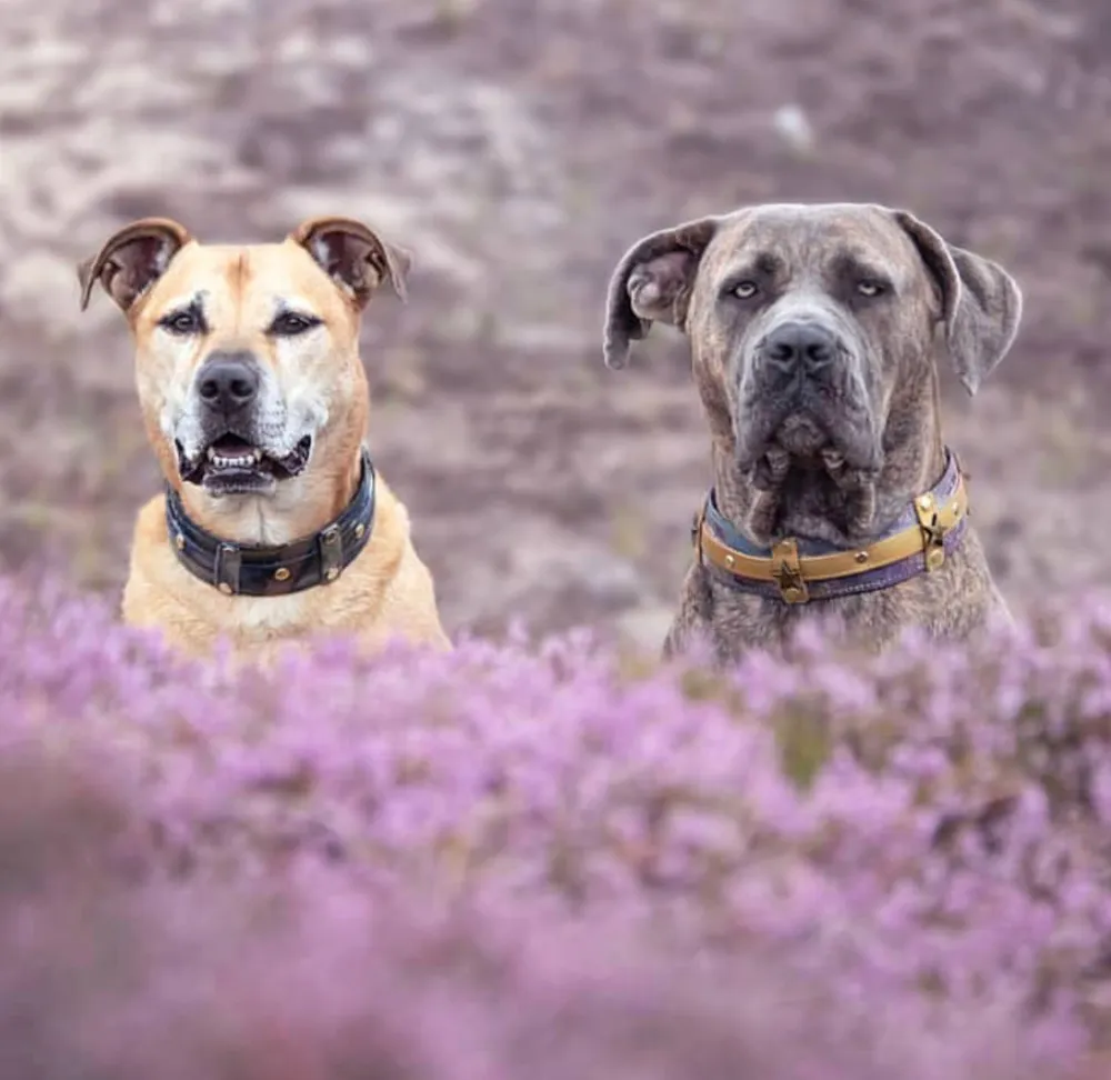 Zwei Hunde in blühender Heide mit hellen Halsbändern