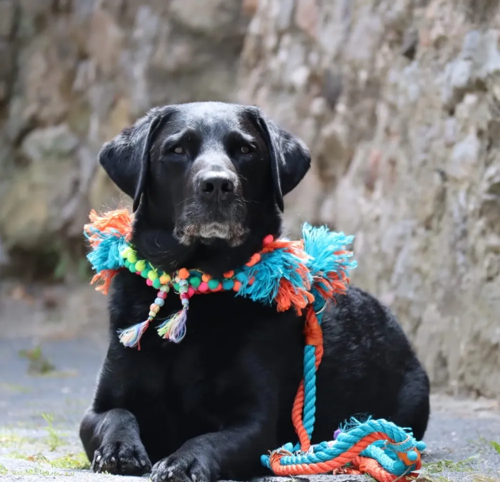 Schwarzer Labrador auf einem Felsen mit türkis-orangem Halsband und Tauleine