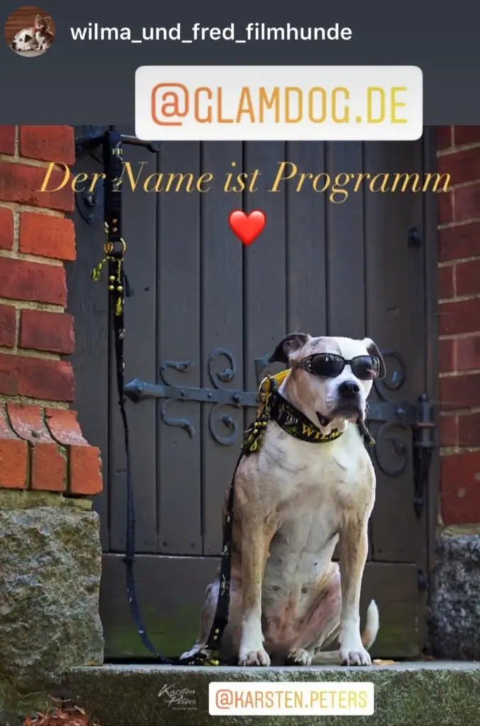 Hund vor einem dunklen Tor mit Halsband und Leine