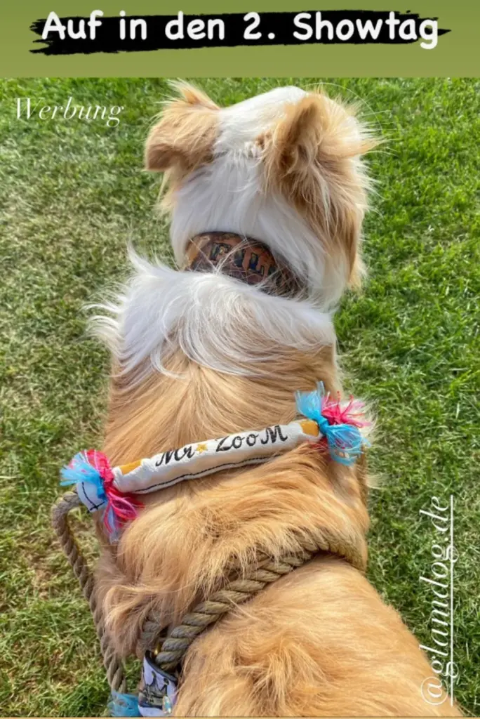 Hund von hinten im Gras mit besticktem Halsband
