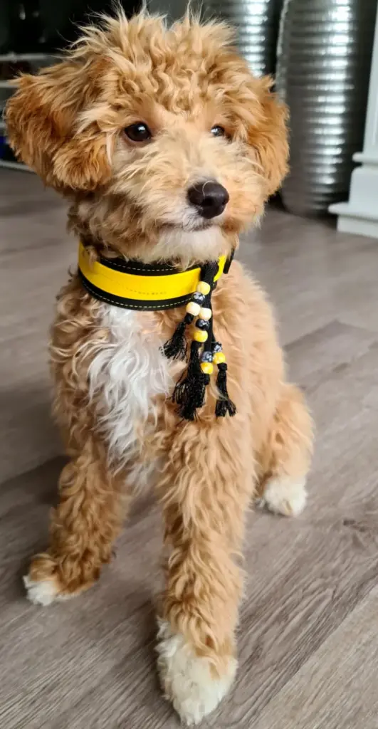 Goldendoodle im Flur mit gelbem Halsband