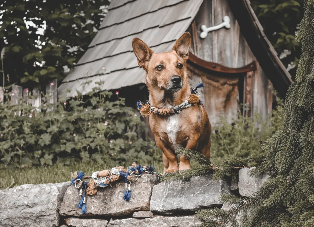 Kleiner Hund auf einer Mauer vor einer Holzhütte mit buntem Halsband