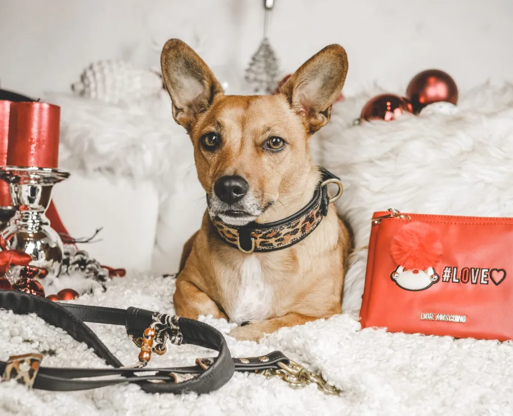 Hund zwischen Weihnachtsdeko mit Lederhalsband, Leine und roter Tasche