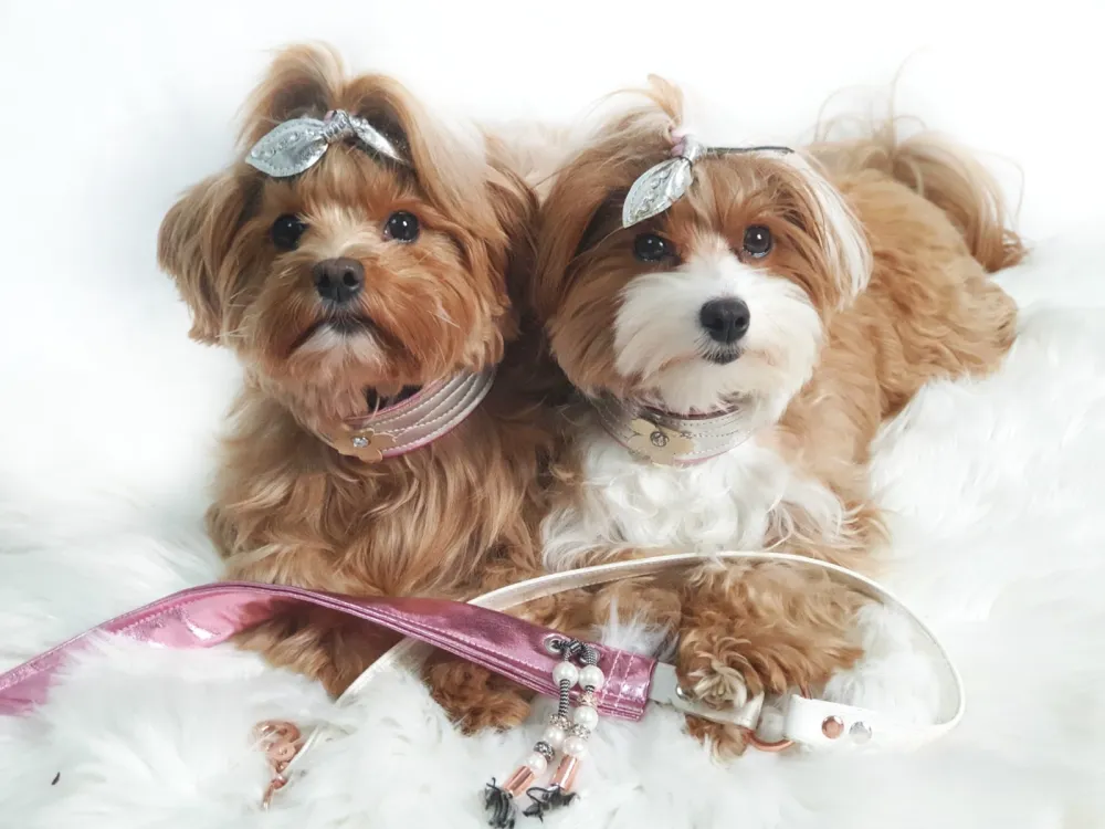 Zwei Yorkshire Terrier auf weißem Fell mit Schleifen und rosa Leine