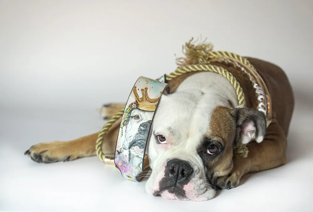 Englische Bulldogge mit goldener Kette und Lederhalsband
