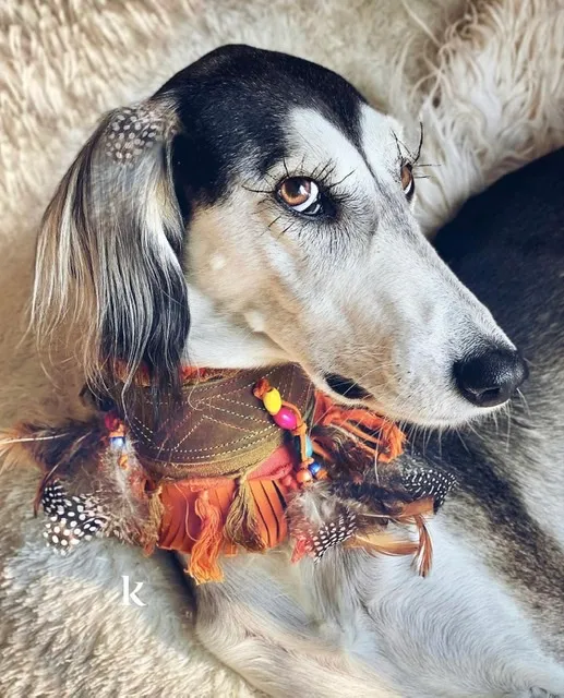 Saluki mit orangefarbenem Federkragen