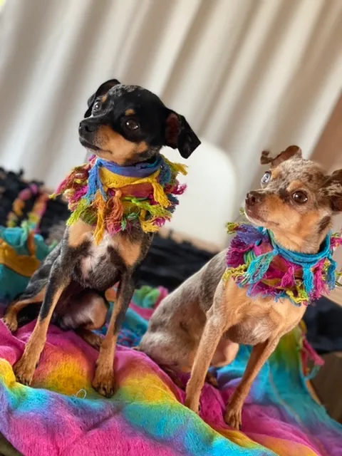 Zwei Hunde auf einer Regenbogendecke mit bunten Fransenkrägen