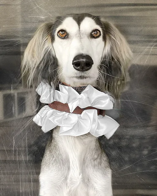 Saluki mit weißem Rüschenkragen