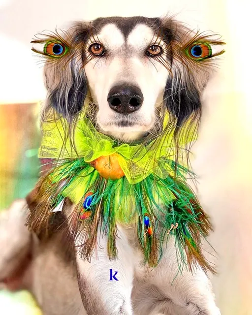 Saluki mit grünem Federkragen und passendem Kopfschmuck