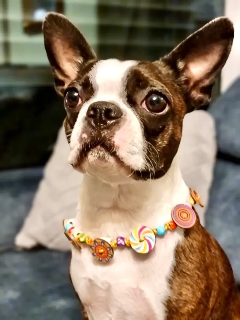 Boston Terrier mit bunter Knöpfchenkette auf einem Kissen