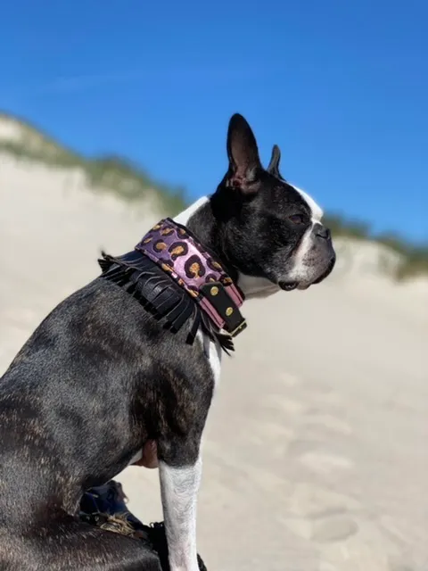 Boston Terrier am Strand mit breitem Halsband im Leomuster