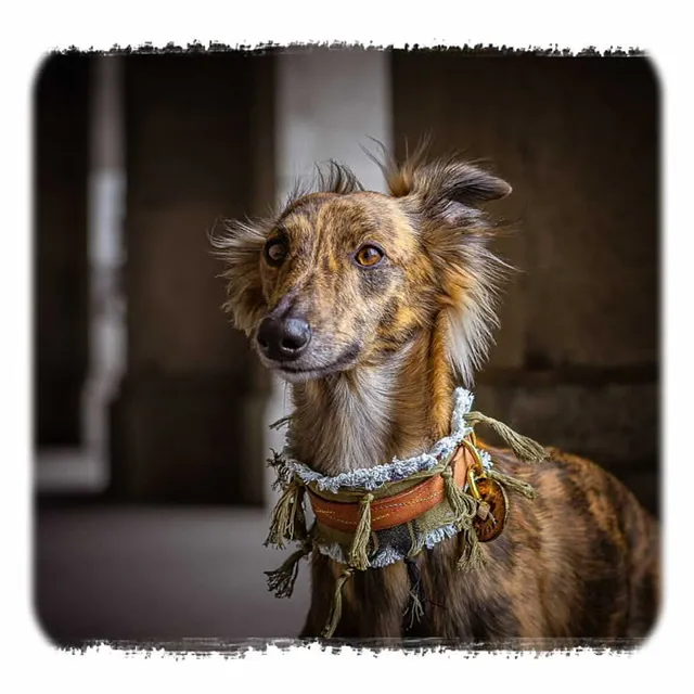 Windhund im Wind mit Fransenhalsband