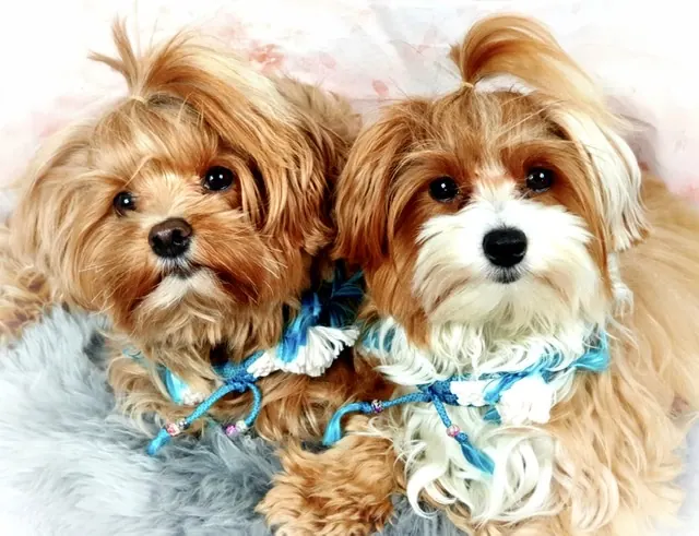 GlamDog Lotta und GlamDog Laila, zwei Havaneser aus der Serie Think Big