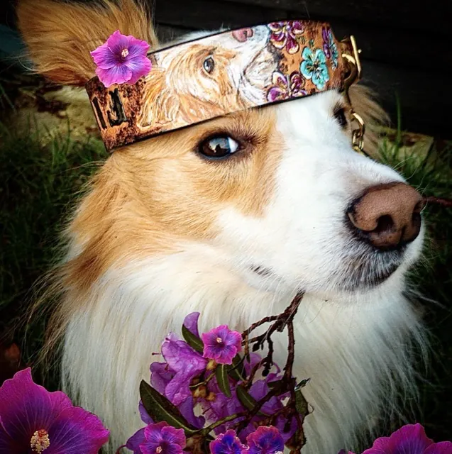 Mr. ZooM, ein Border Collie, mit seinem Film-Halsband